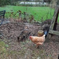 Photo à zoomer sur les 2 bêtes web du 4 12 2026